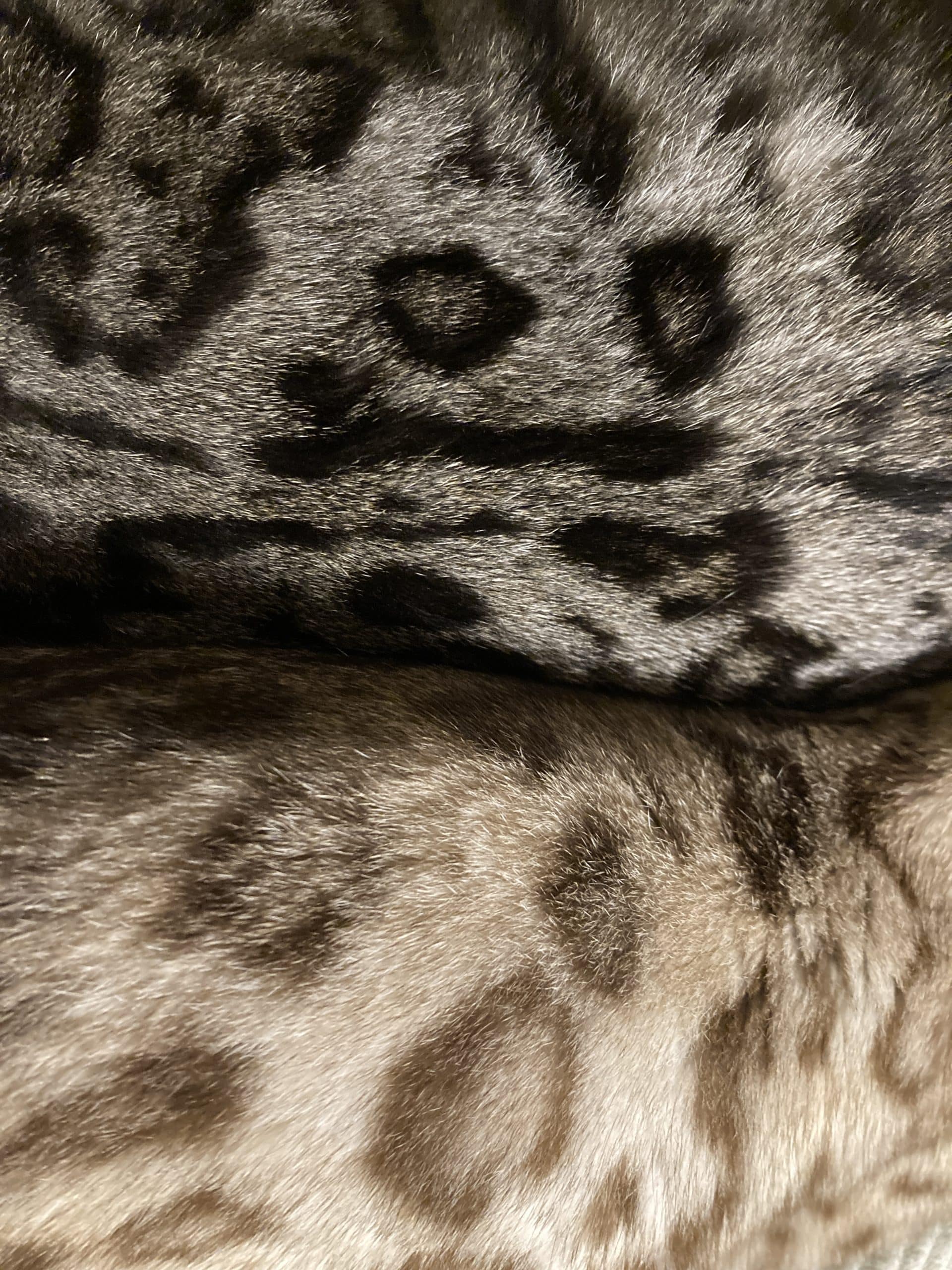 Four Little Seymours